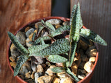 Ledebouria socialis 'Tiny'