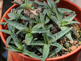 Ledebouria socialis 'Tiny'