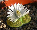 Lithops (x3 pots, mixed)