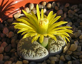 Lithops (x3 pots, mixed)