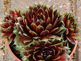 Sempervivum 'Heigham Red'