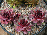 Sempervivum 'Rosenherz'