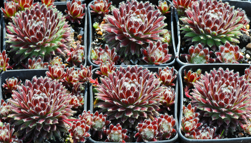 Bowls, sempervivum of the month (May), and extra varieties added