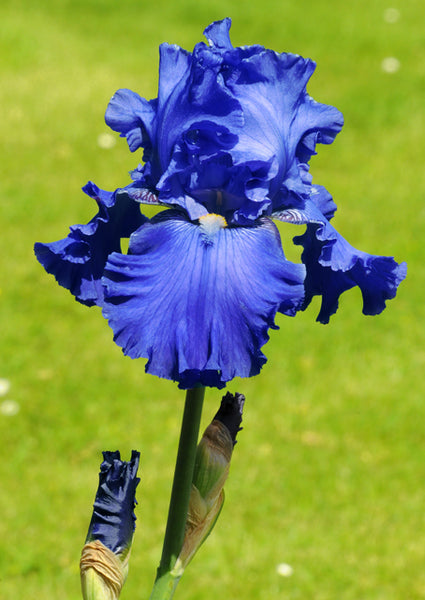 Iris 'Blenheim Royal'