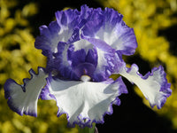 Iris 'Classic look'