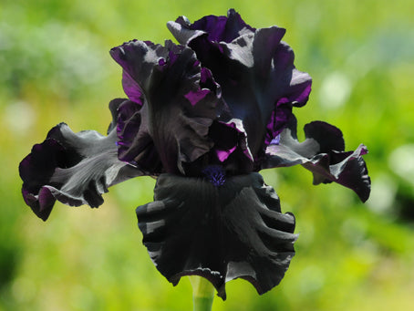 Iris 'Ghost Train'