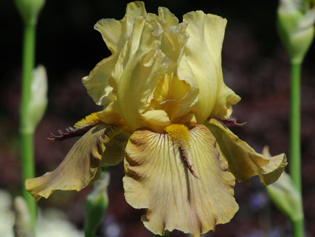 Iris 'Thornbird'