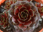 Sempervivum 'Tudor Rose'