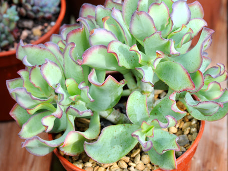 curly crassula succulent Crassula arborescens subsp. undulatifolia 'Curly' – sempervivumsbypost.co.uk