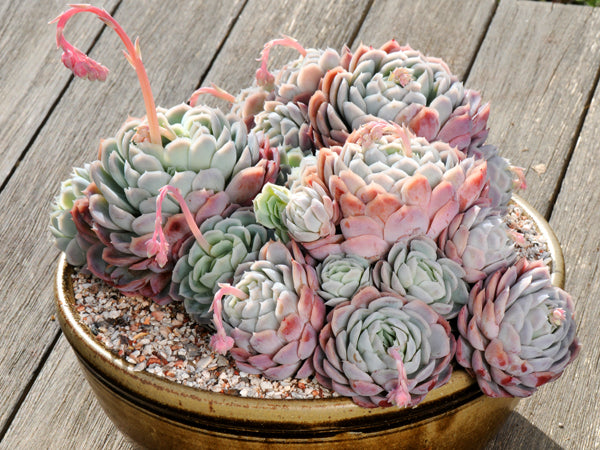 echeveria elegans succulent Echeveria elegans – sempervivumsbypost.co.uk