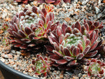 Sempervivum 'Lively Bug'