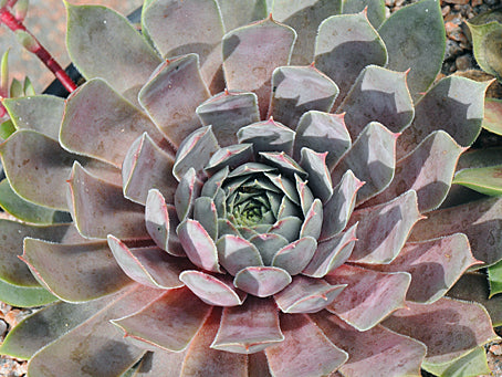 pacific blue ice succulent Sempervivum 'Pacific Blue Ice' – sempervivumsbypost.co.uk