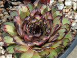 Sempervivum 'Cafe'