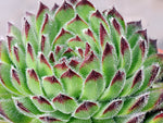 Sempervivum 'Just Before Dawn'