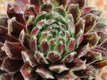 Sempervivum 'Latex'