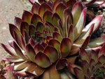 Sempervivum 'Regenbogen'