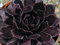 Sempervivum 'Schwarze Rose'