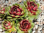 Sempervivum 'Spring Mist'