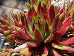 Sempervivum 'Tutti Fruity'