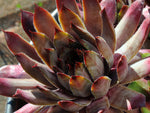 Sempervivum 'Twilight Blues'