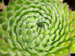 Sempervivum 'Whirlpool'