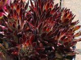 Sempervivum 'Devil's Touch'