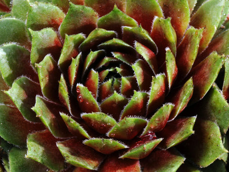 Sempervivum 'Heigham Red' – sempervivumsbypost.co.uk