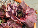 Sempervivum 'Landemine'