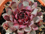 Sempervivum 'Lavender & Old Lace'