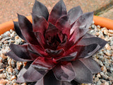 Sempervivum 'Leopold'