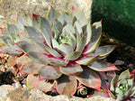 Sempervivum 'Lilac Time'