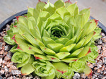 Sempervivum 'Limelight'