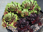 Sempervivum 'Leopold'