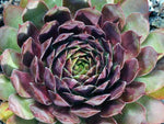 Sempervivum 'Purple Queen'