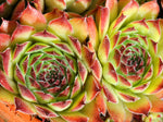 Sempervivum 'Queen Elizabeth'