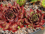 Sempervivum 'Red Devil'