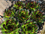 Sempervivum 'Reinhard'