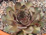 Sempervivum 'Rita Jane'