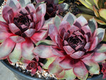 Sempervivum 'Rosenherz'