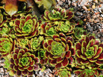 Sempervivum 'Rosenhugel'