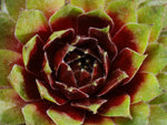 Sempervivum 'Sioux'