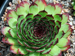 Sempervivum 'Sir William Lawrence'