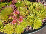 Sempervivum 'Sonnenkuss'