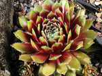 Sempervivum 'Veughelen'