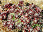 Sempervivum arachnoideum 'Rubrum'