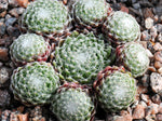 Sempervivum arachnoideum var. tomentosum