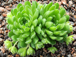 Sempervivum atlanticum