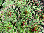 Sempervivum calcareum 'Blood Tip'