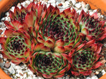 Sempervivum calcareum 'Mrs Giuseppi'