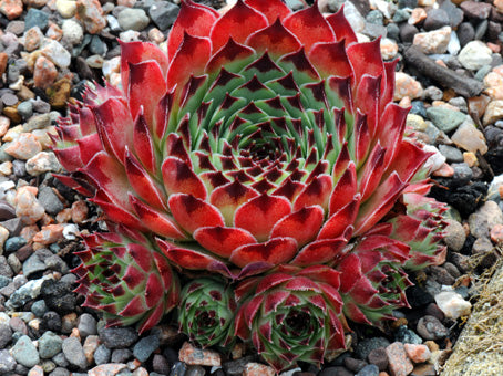 Sempervivum calcareum